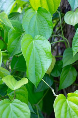 Bahçede yeşil betel yaprakları