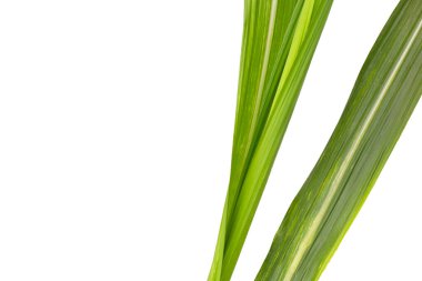 Beyaz arkaplanda şeker kamışı yaprakları.