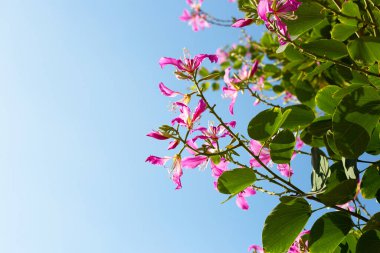 Bauhinia purpurea tree with pink flower