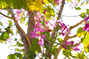 Bauhinia purpurea tree with pink flower