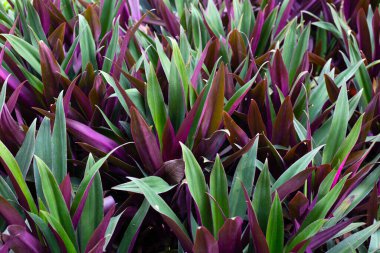 Tekne zambağı, İstiridye Zambağı, İstiridye Bitkisi, Beyaz Çiçekli Tradescantia