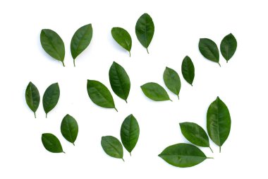 Citrus beyaz arkaplanda yapraklar bırakır. Üst görünüm