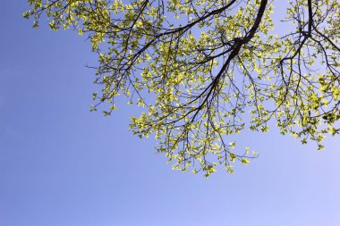 Mavi gökyüzü olan ağaç dalları