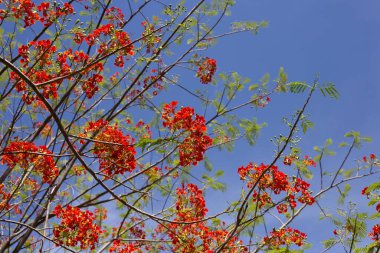 Barbados gurur çiçeği veya cüce puantiyesi, çiçek çiti, cennet çiçeği, tavus kuşunun arması, barbadoların gururu