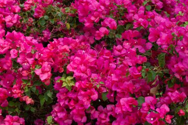 Beautiful bougainvillea flowers with green leaves