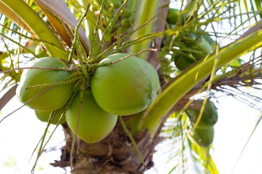 Hindistan cevizi meyveli hindistan cevizi ağacı.