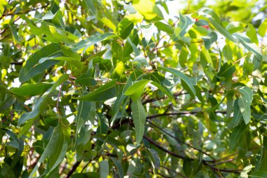 Okaliptüs ağacı Park