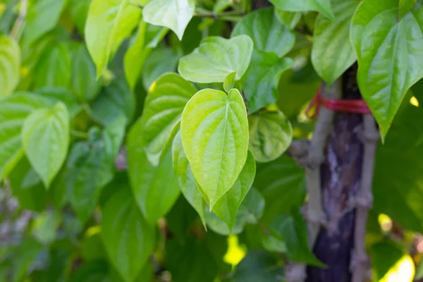 Πράσινα Φύλλα Του Φυτού Betel Στον Κήπο — Φωτογραφία Αρχείου