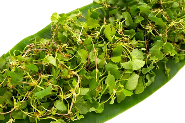 stock image Gotu kola plant or Asiatic pennywort, Indian pennywort