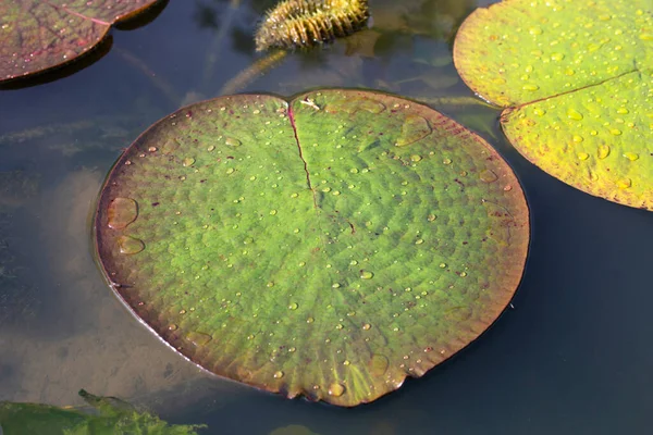 Leaves Victoria Giant Waterlily — Stockfoto
