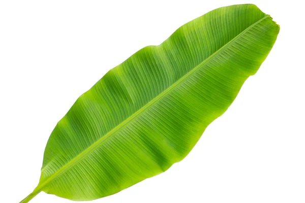 Frisches Bananenblatt Auf Weißem Hintergrund — Stockfoto