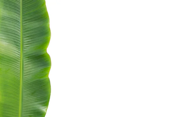 stock image Fresh banana leaf on white background.