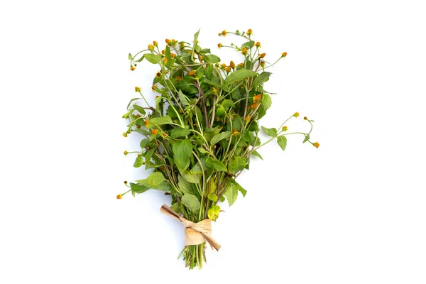 Gelbe Blume Mit Grünen Blättern Von Acmella Oleracea Oder Zahnschmerzpflanze — Stockfoto
