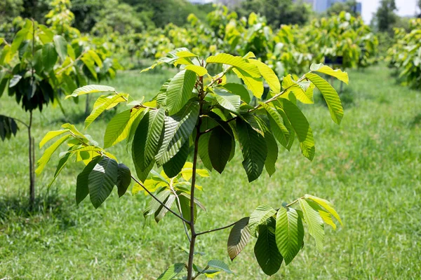 Δέντρο Yang Dipterocarpus Alatus Roxb Πρώην Ντον — Φωτογραφία Αρχείου