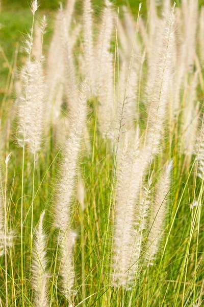 Fountain Grass Pennisetum Alopecuroides — kuvapankkivalokuva