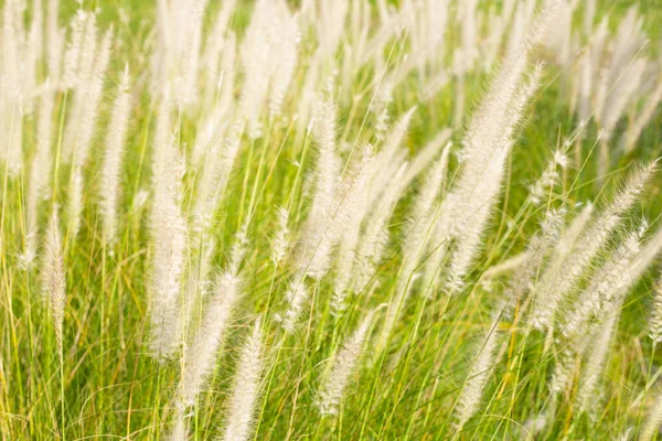 Fountain Grass Pennisetum Alopecuroides — Stockfoto
