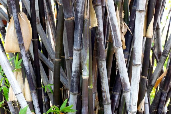Svart Bambuväxt Trädgården — Stockfoto