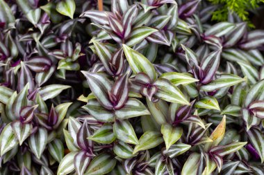 Gümüş inç bitki ya da gümüşi gezgin Yahudi ya da gezgin Yahudi