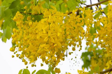 Cassia Fistül çiçek ağaç üzerinde