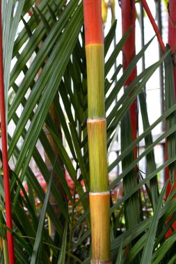 Balmumu palmiye (Cyrtostachys renda) mühürleniyor. Renkli tropikal palmiye