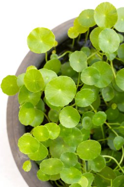 Taze yeşil centella asiatika bitkisi