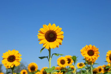 Sunflower field with blue sky. Beautiful summer landscape.