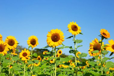 Sunflower field with blue sky. Beautiful summer landscape.