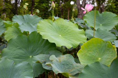 Green leavs of lotus flower