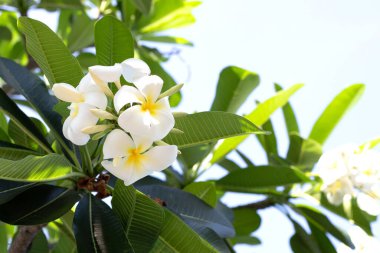 Plumeria or frangipani flower. Tropical tree