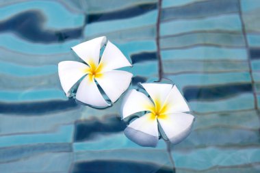 Plumeria ya da Frangipani çiçekleri yüzme havuzunda. Üst görünüm