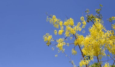 Cassia Fistül çiçek ağaç üzerinde