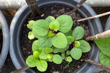 Seylan ıspanağı veya basella yakut linn