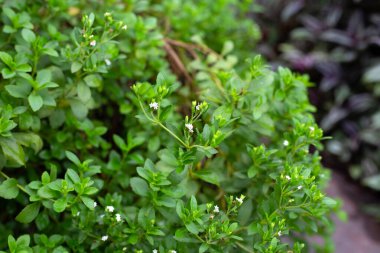 Taze yeşil yapraklı stevia bitkisi.