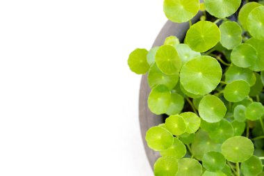 Taze yeşil centella asiatika bitkisi