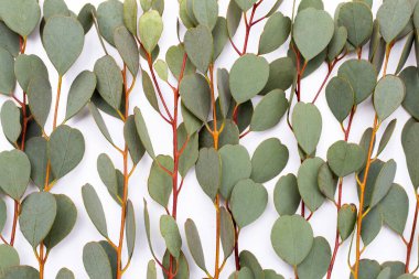 Beyaz arka planda okaliptüs yaprakları. Yeşil yaprak dalları.