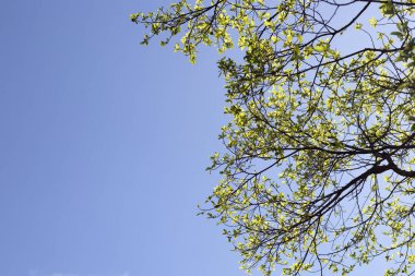 Mavi gökyüzü olan ağaç dalları