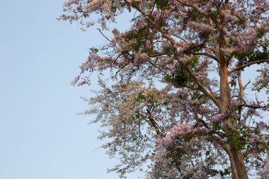 Tayland bungor ağacı (Lagerstroemia loudonii Teijsm ve Binn)