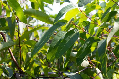 Okaliptüs ağacı Park