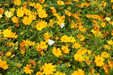 Sülfür kozmoslu kelebek mi yoksa sarı kozmos çiçeği mi?.