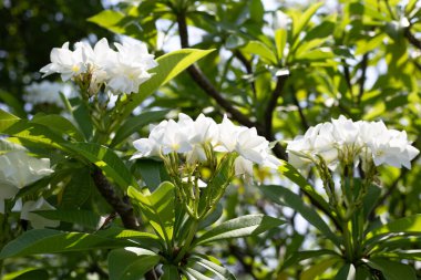 Plumeria or frangipani flower. Tropical tree