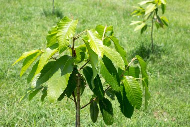 Yang ağacı (Dipterocarpus alatus Roxb. Eski G.Don.)