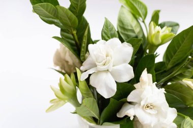 Yasemin Burnu ya da bahçe çiçeği