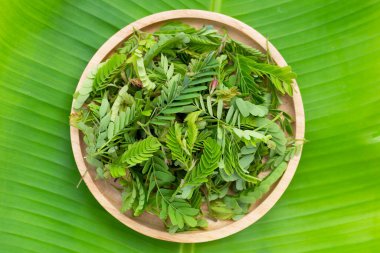 Beyaz arkaplanda genç demirhindi yaprakları.