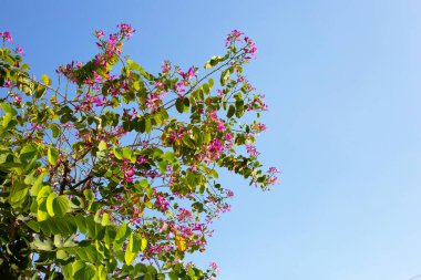 Bauhinia purpurea tree with pink flower