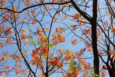 Barbados gurur çiçeği veya cüce puantiyesi, çiçek çiti, cennet çiçeği, tavus kuşunun arması, barbadoların gururu