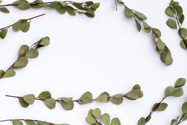 Beyaz fırında kurumuş okaliptüs yaprakları..