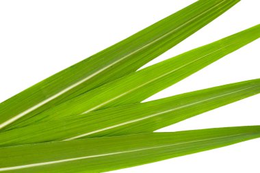 Beyaz arkaplanda şeker kamışı yaprakları.