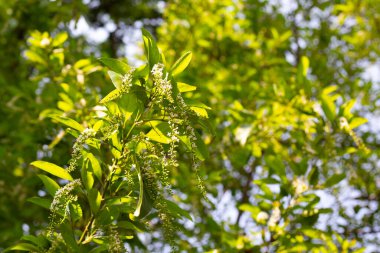 Florida keman ağacı çiçeği ya da dikenli keman ağacı