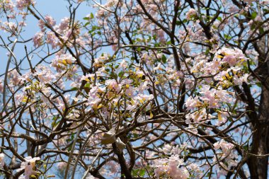 Trompet Ağacı, Pembe Poui, Yeni Dünya Trompeti, Rosy Trompet