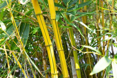 Bahçede sarı bambu (Bambusa Vulgaris)